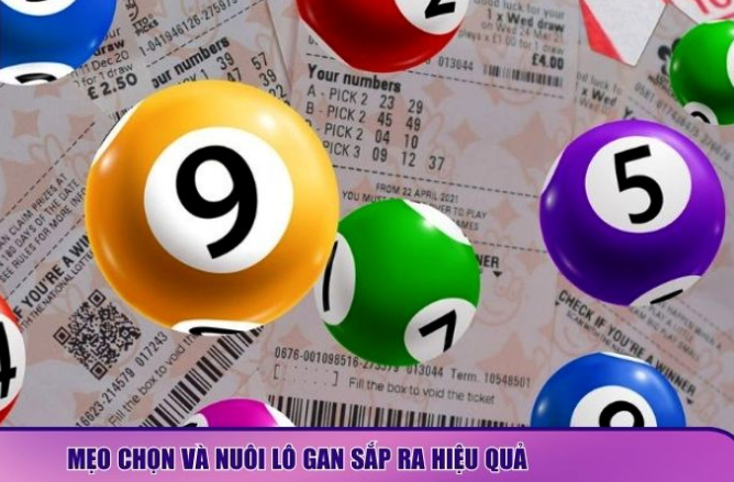 Mẹo chọn và nuôi lô gan sắp ra hiệu quả